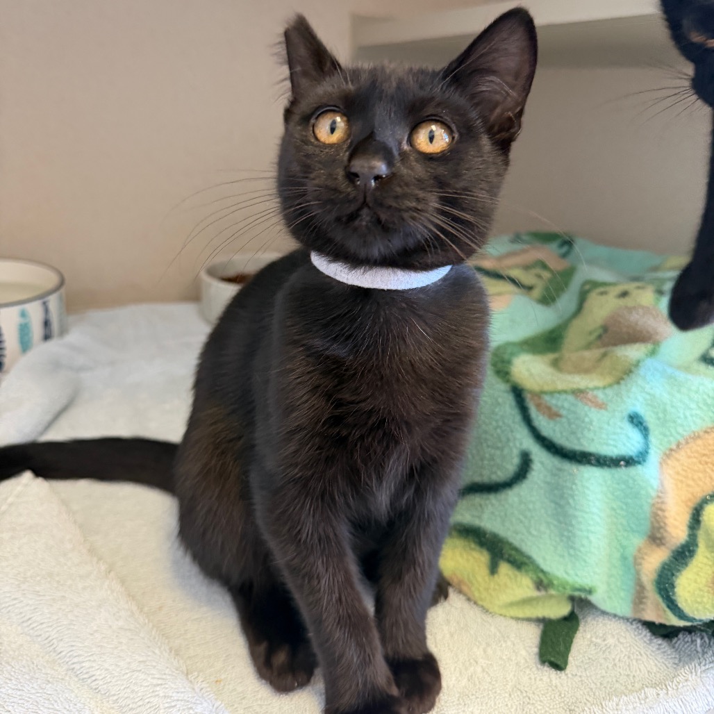 Earth (white collar) - Domestic Shorthair