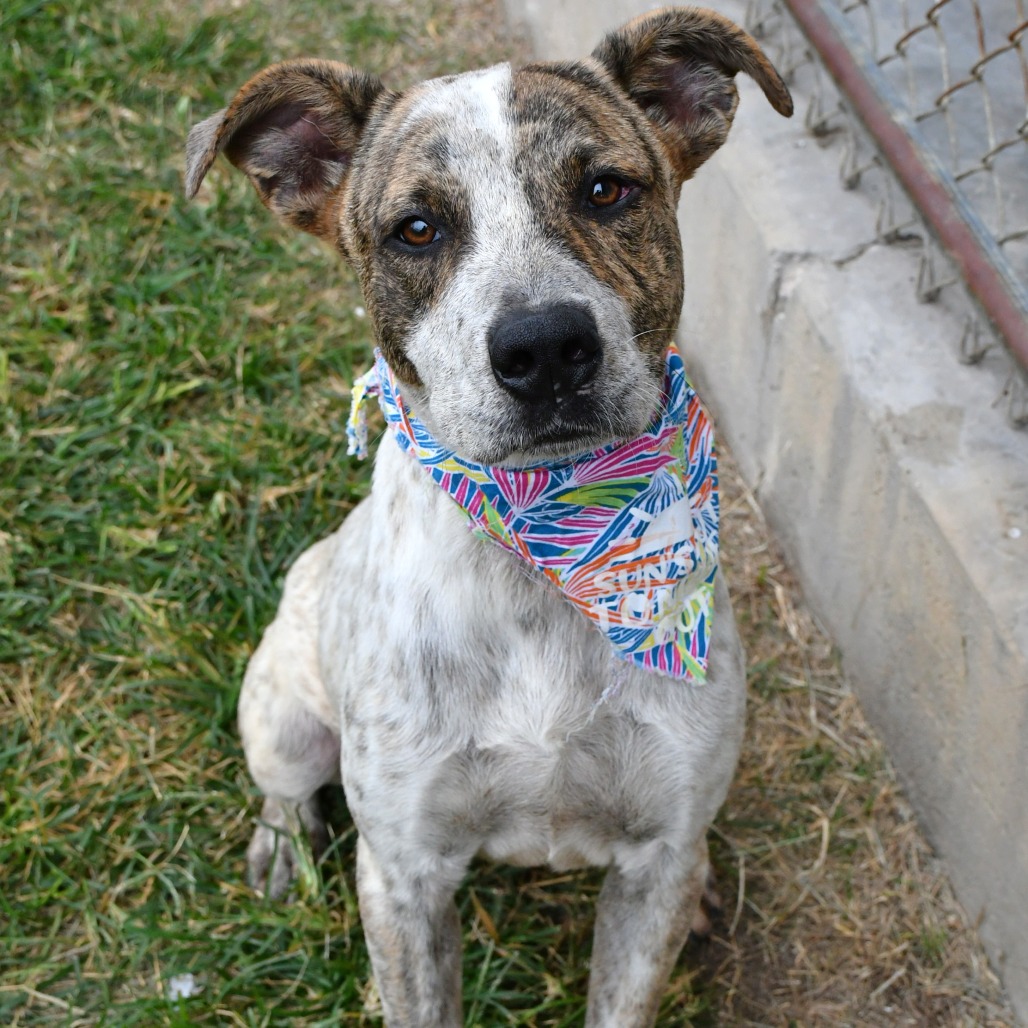 JAVA BEAN - Black Mouth Cur available for adoption