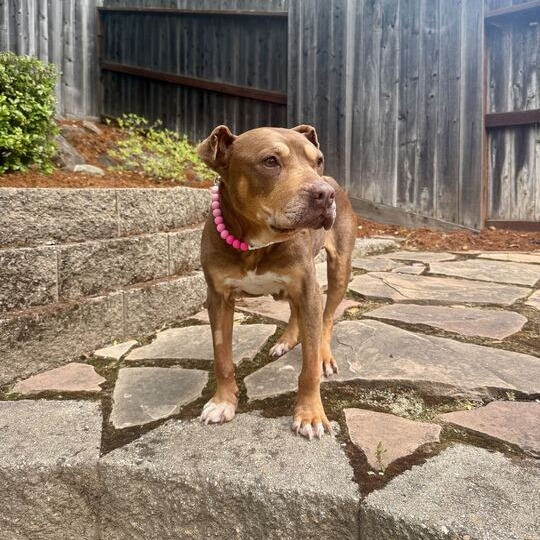 Bailey, photo 8