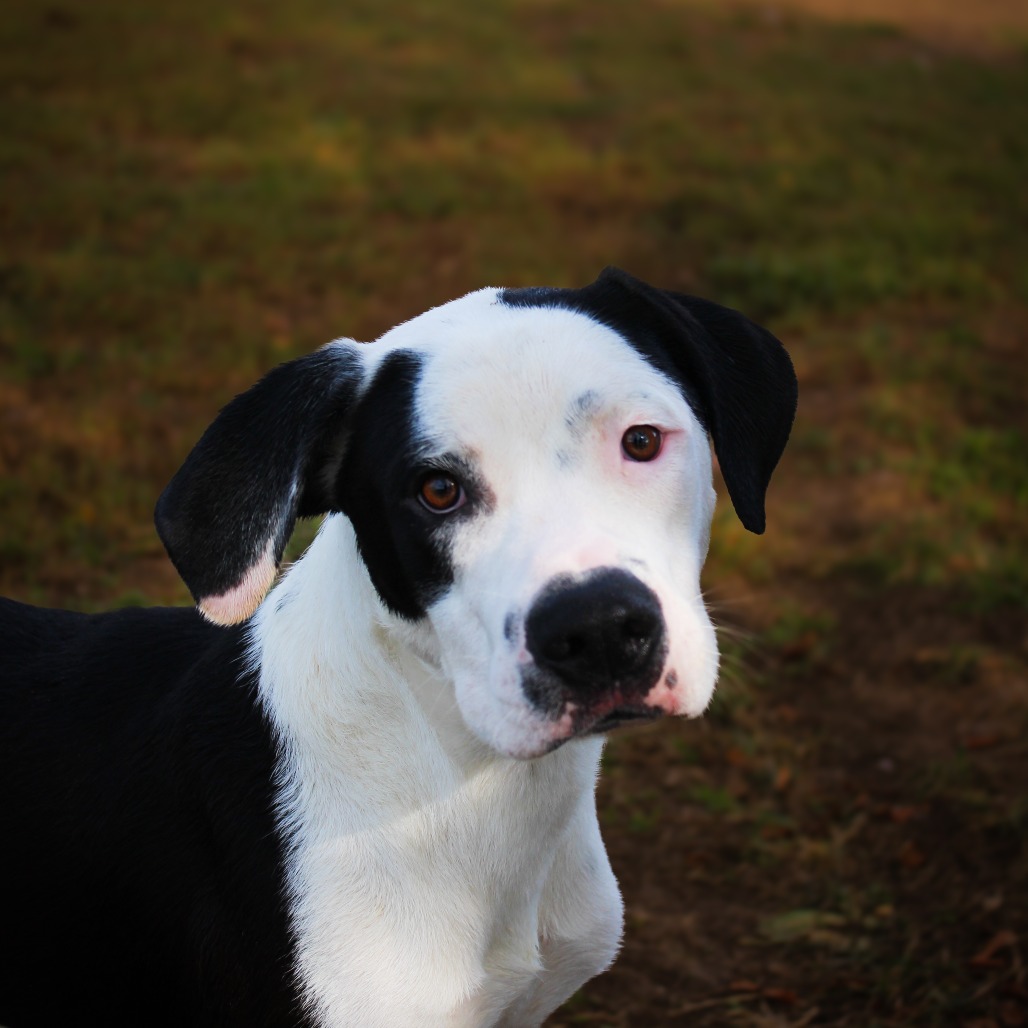 Kakuna , an adoptable dog at SPCA-BC
