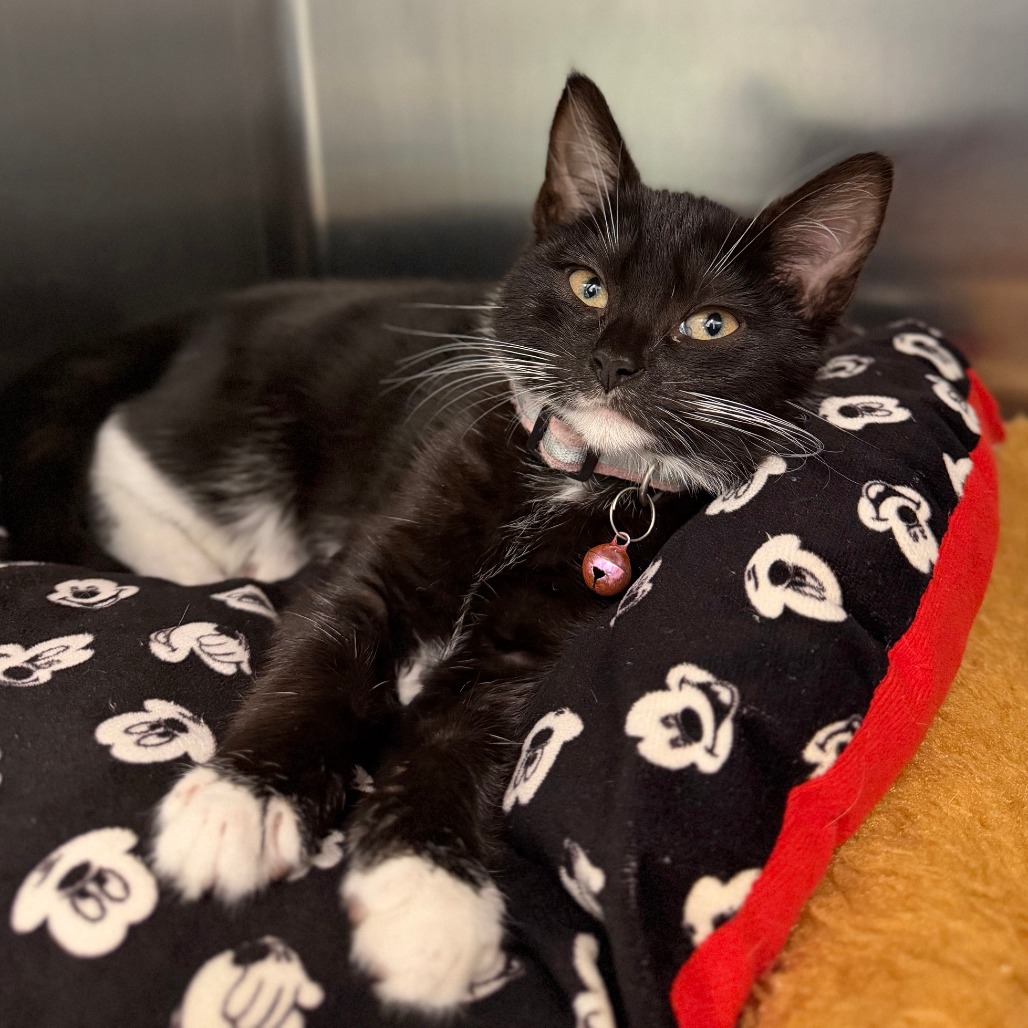 COFFEE BEAN - Domestic Shorthair available for adoption