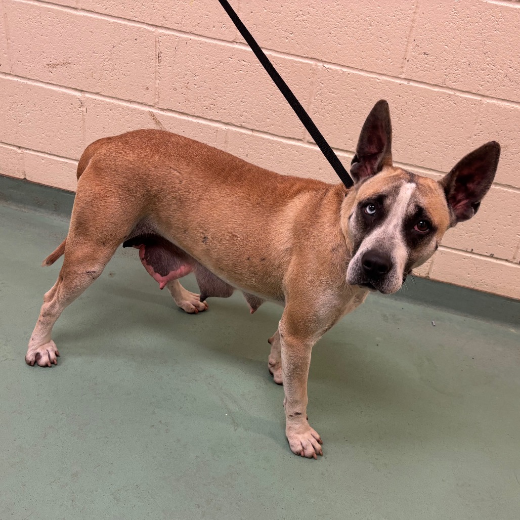 Daffodil — thumbnail 2