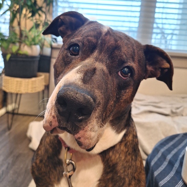 Pillow — thumbnail 7