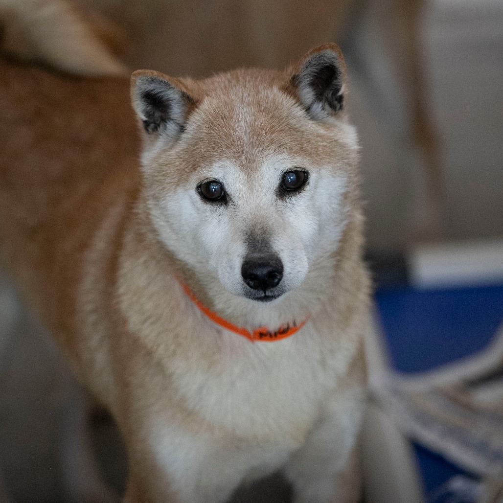 Smiley (MR26-336), photo 13