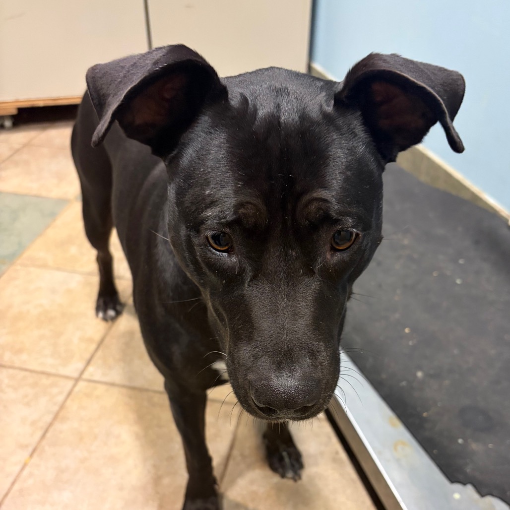 Noodle — thumbnail 7