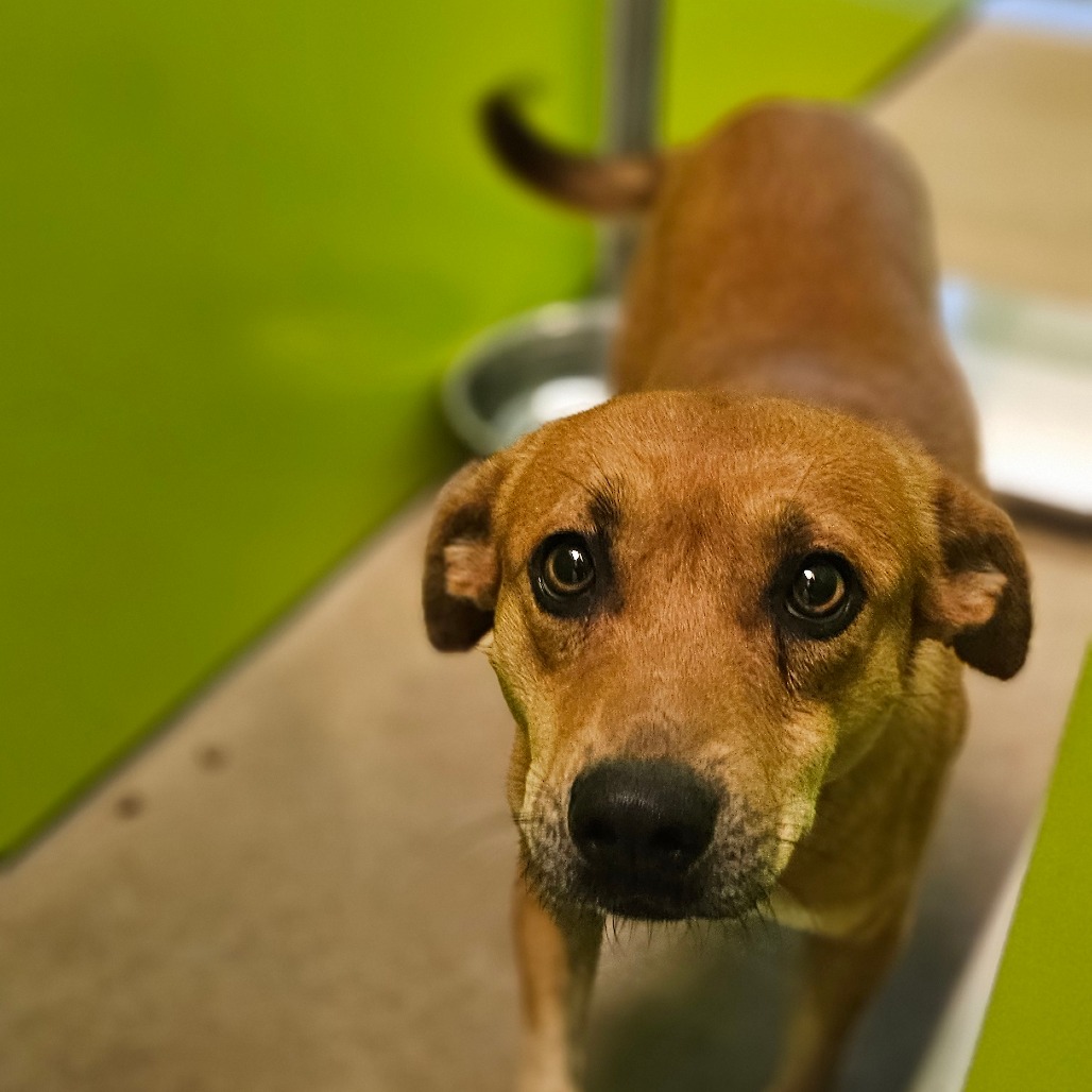 D-Scrappy-Doo photo 3