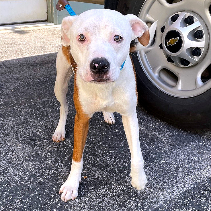 Shiloh — thumbnail 7