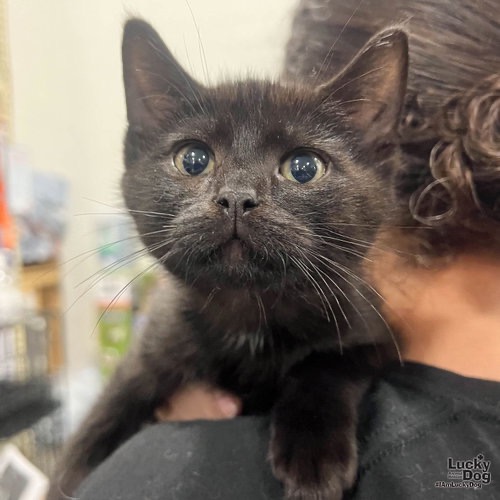 TREY - Domestic Shorthair available for adoption