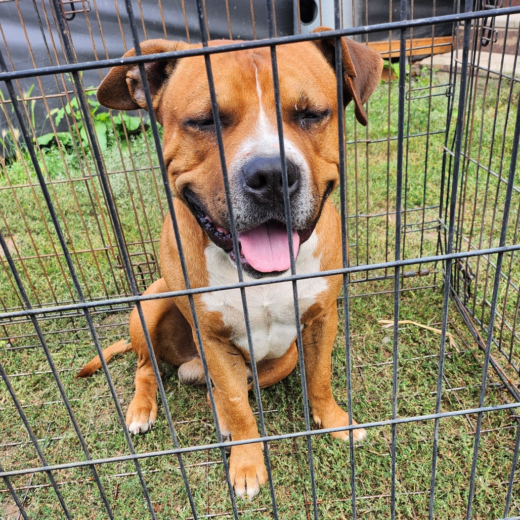 Pit Bull