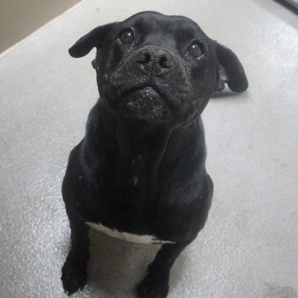 Kennel#12 Kora's preview photo