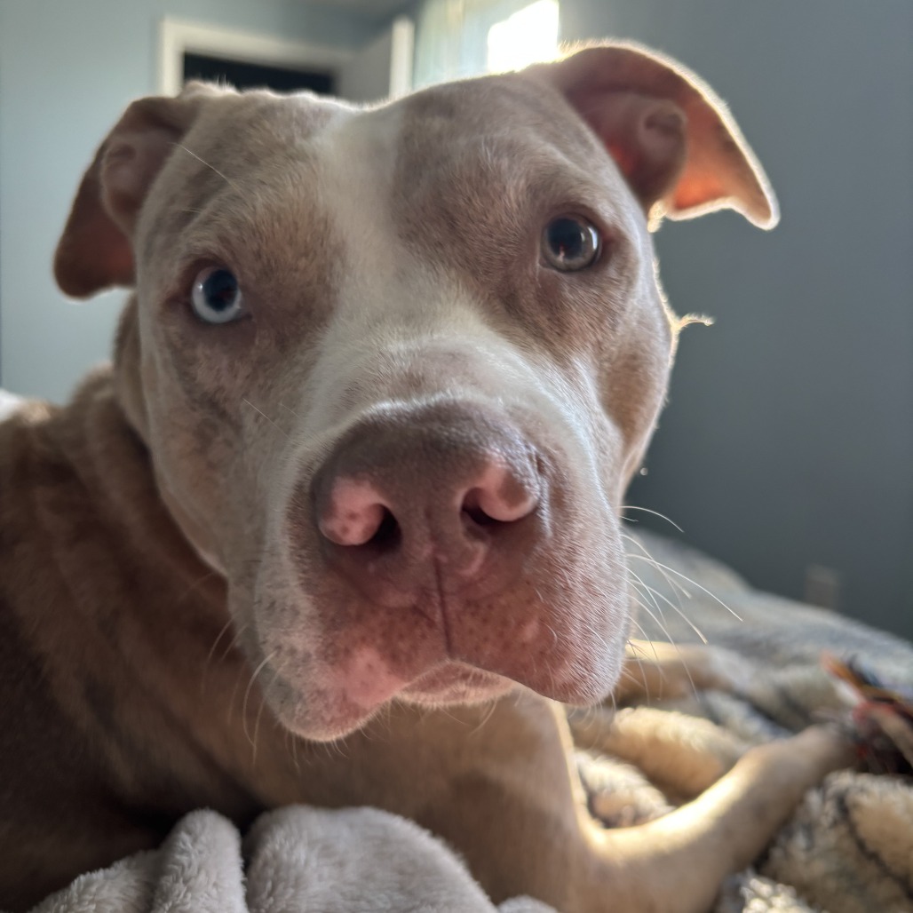 Photo of Persimmon 9