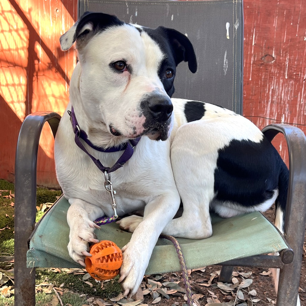 Gelato — thumbnail 8