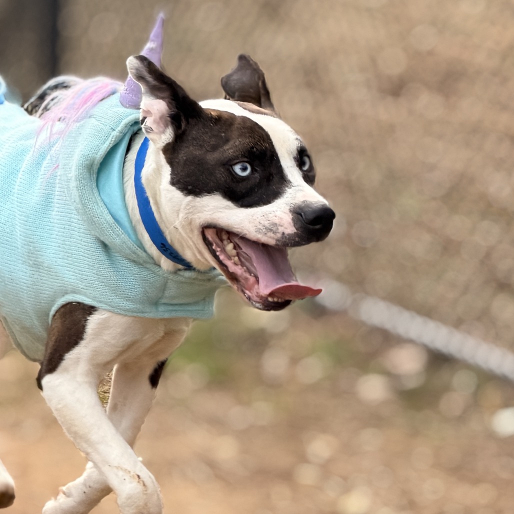 Blue — thumbnail 10