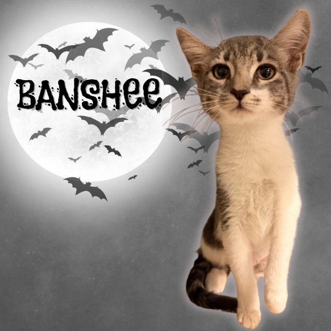 BANSHEE - Domestic Shorthair available for adoption