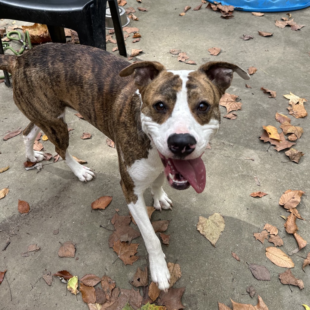 Lilly — thumbnail 3