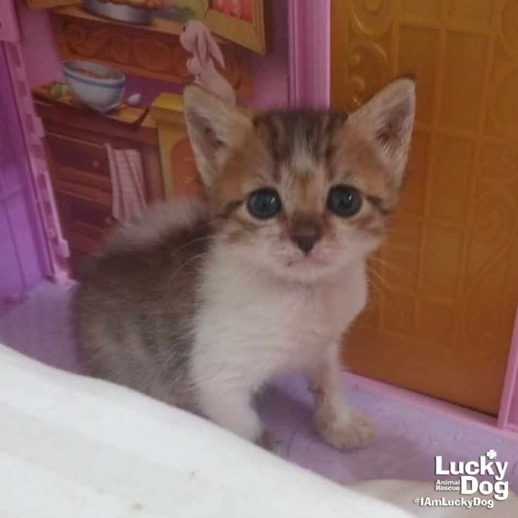 LIL PEARL - Domestic Shorthair available for adoption