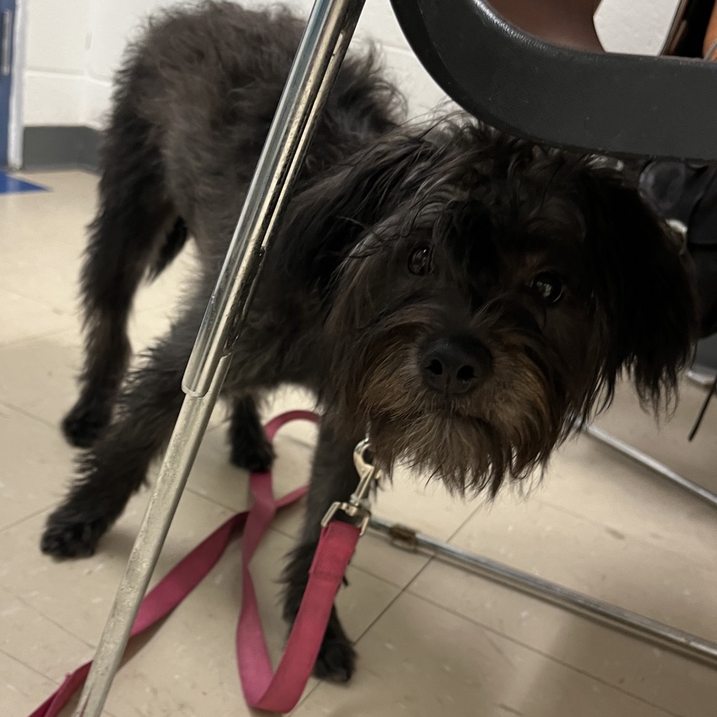 Photo of Found dog 3