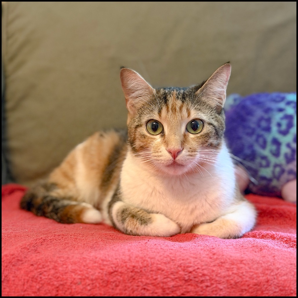 VANESSA - Domestic Shorthair for adoption in Roswell