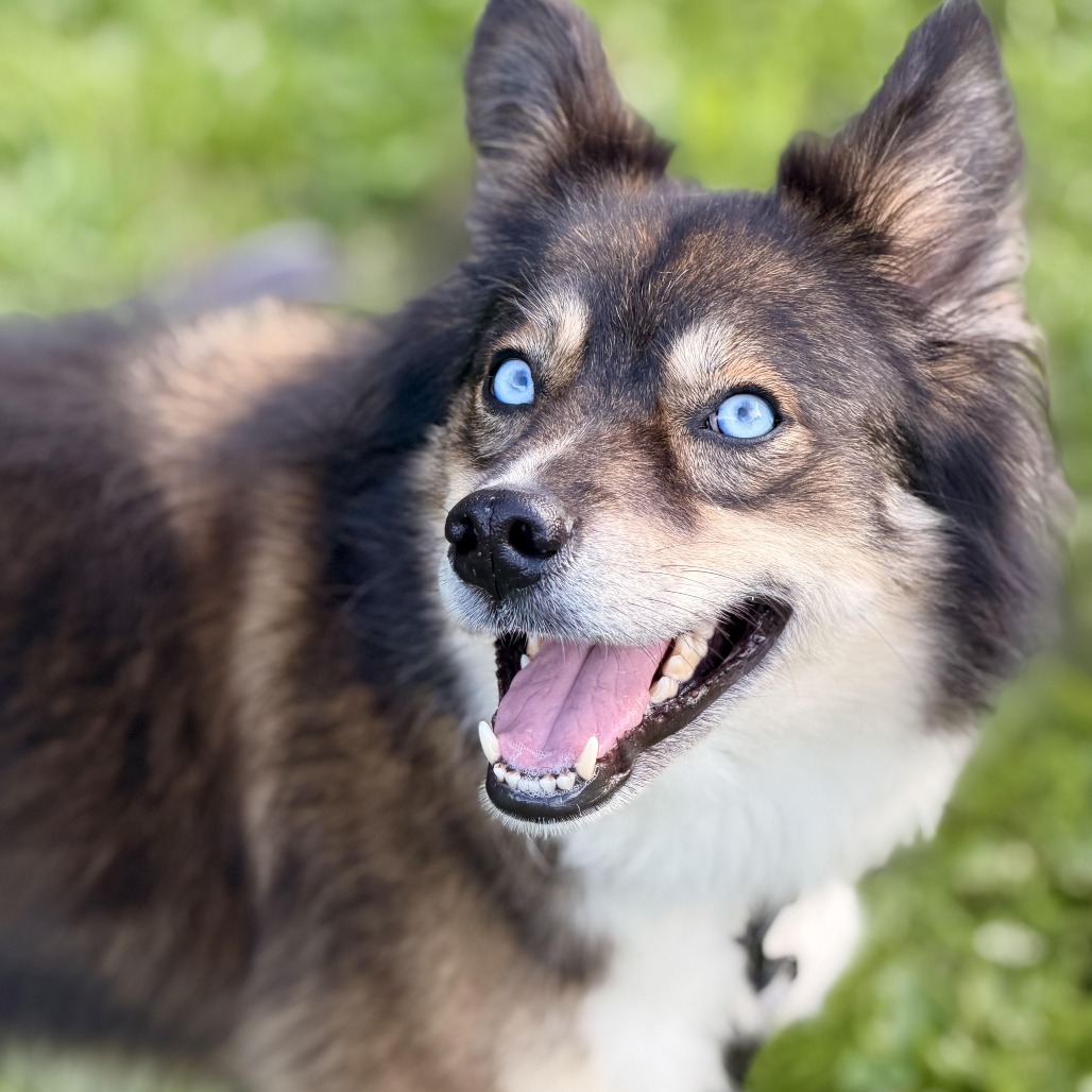 MARTI - Husky, Siberian / Shepherd, Australian available for adoption