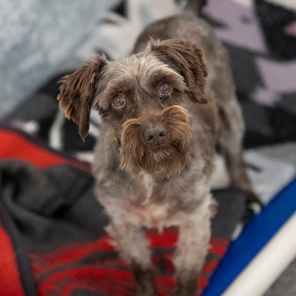 MOON (AG26-111) - Schnauzer / Miniature available for adoption