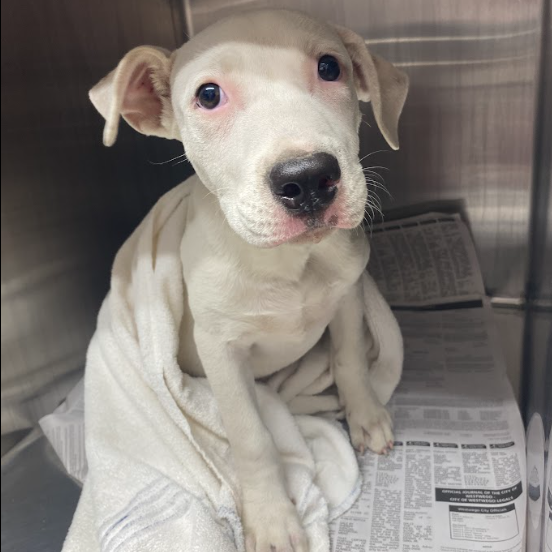 DIVINITY - Bulldog, American / Mix available for adoption