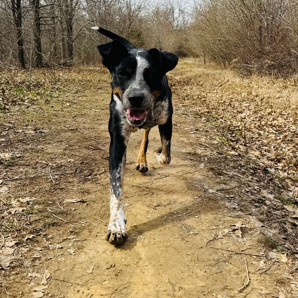 Meadow, photo 20