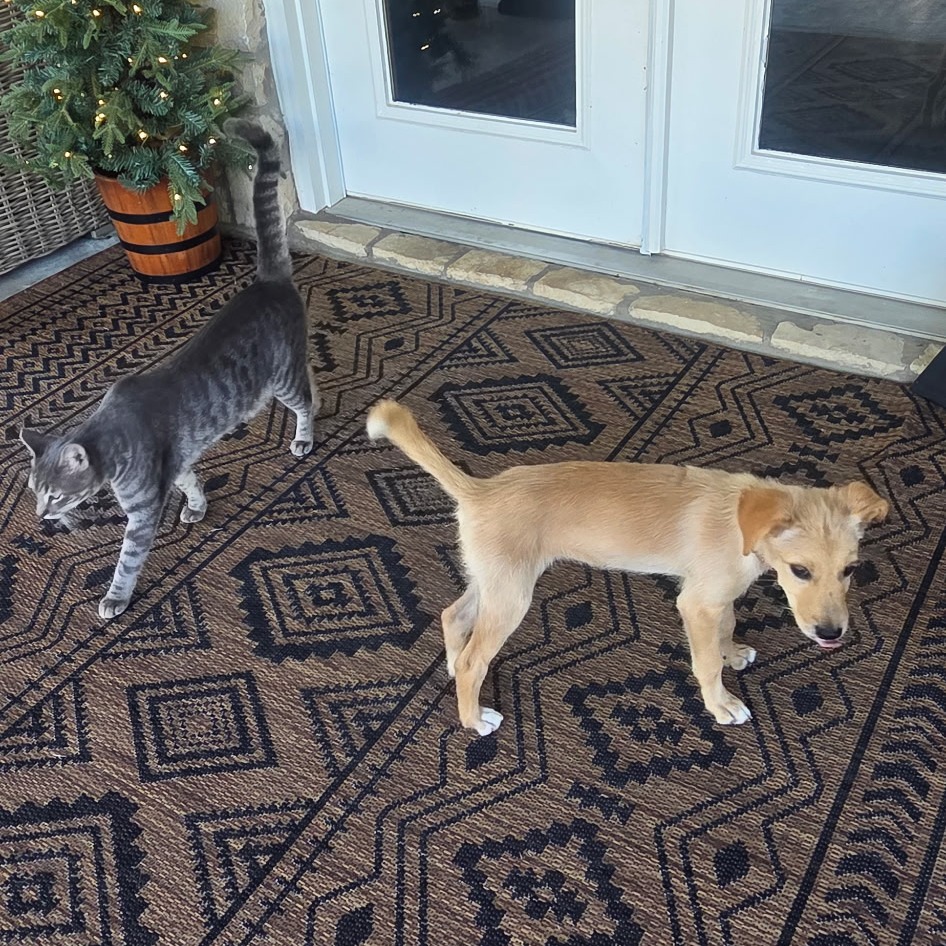 Photo of Alley