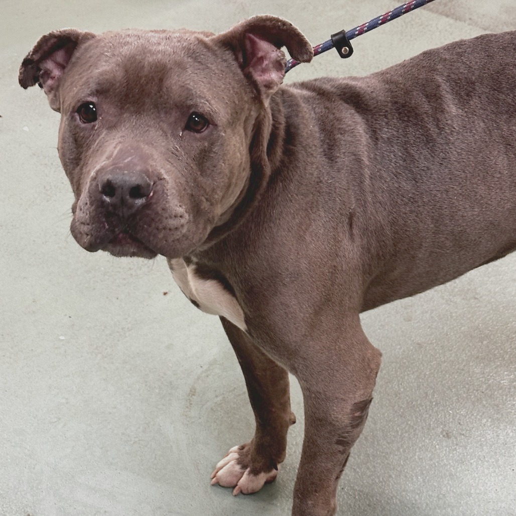 Jabarkus — thumbnail 8