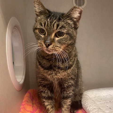 Laira — thumbnail 2