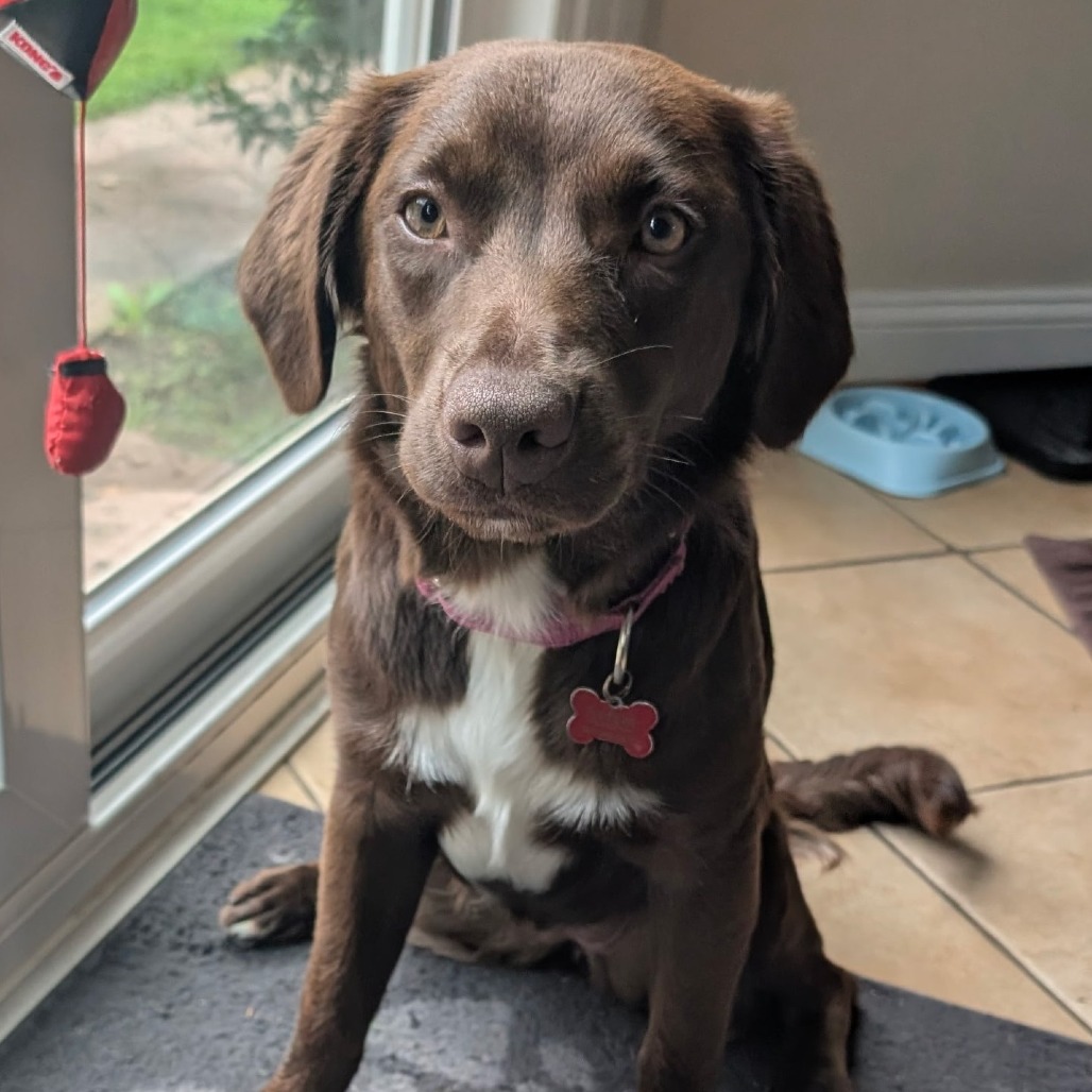 FREYA - Retriever, Chocolate Labrador / Spaniel available for adoption