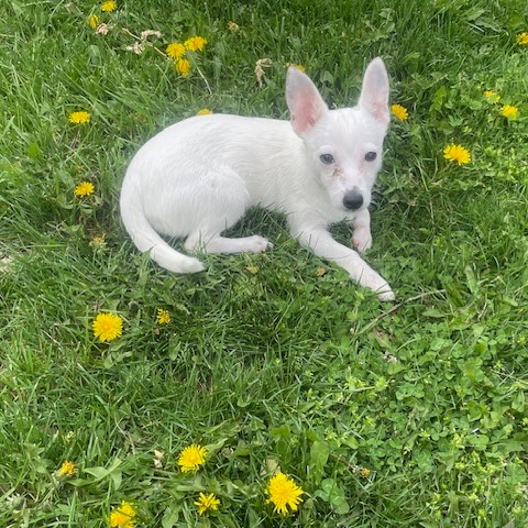 ECHO - Terrier / Mixed Breed (Small) for adoption in Dayton