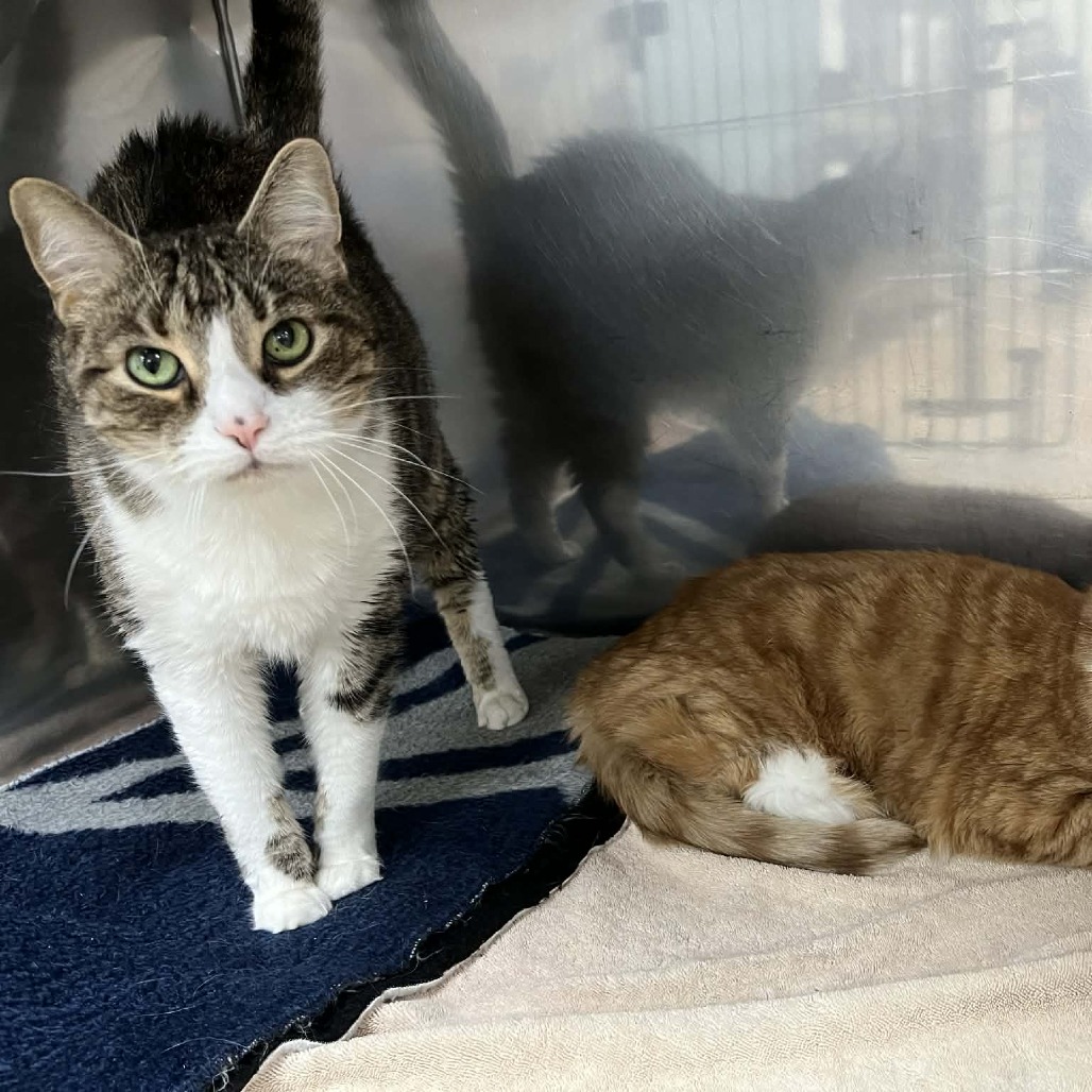 Izuku — thumbnail 3