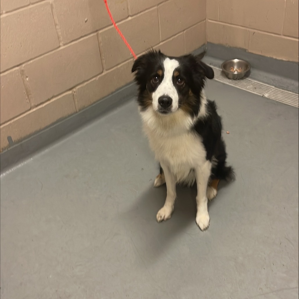 Australian Shepherd