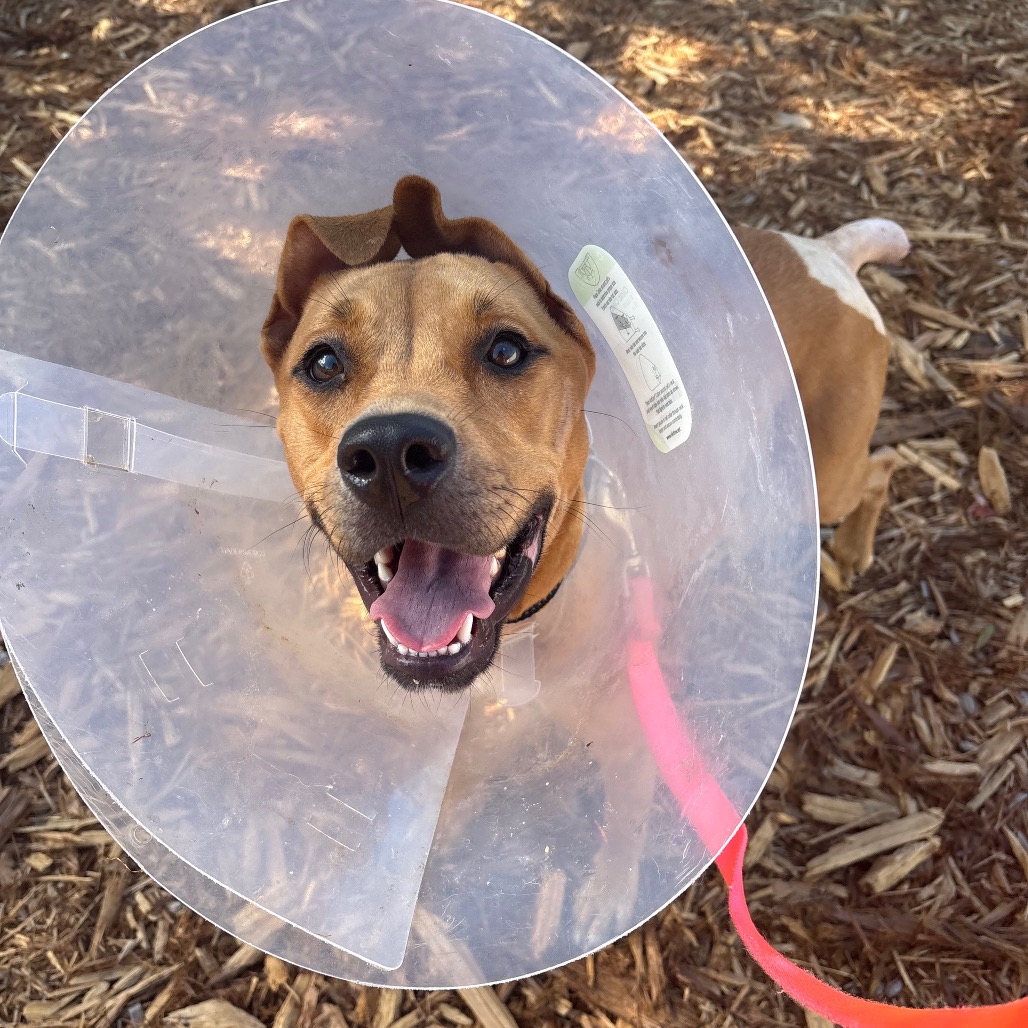 PATTY CAKE - Mixed Breed (Medium) available for adoption