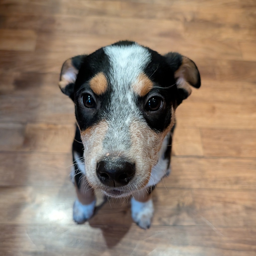 Snoopy — thumbnail 5