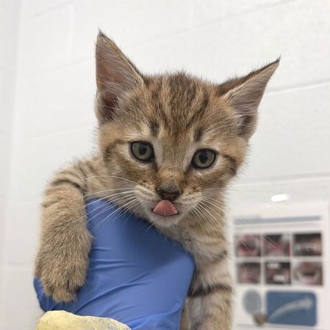 BENSON 4 - Domestic Shorthair available for adoption