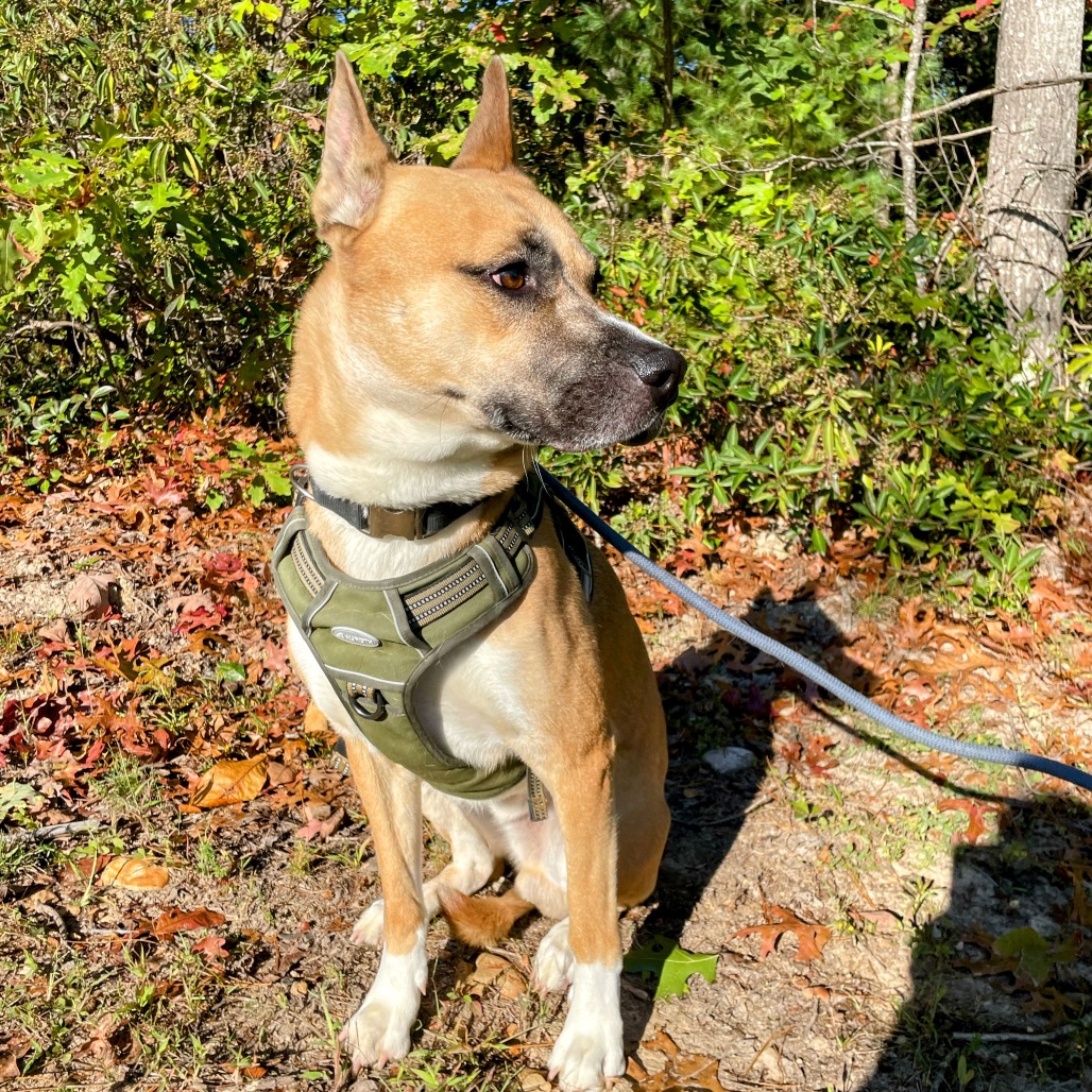 Loki — thumbnail 4