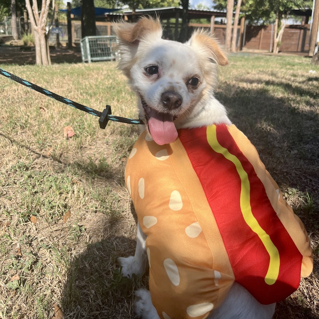 GINGER ALE - Spaniel, Cavalier King Charles / Chihuahua available for adoption