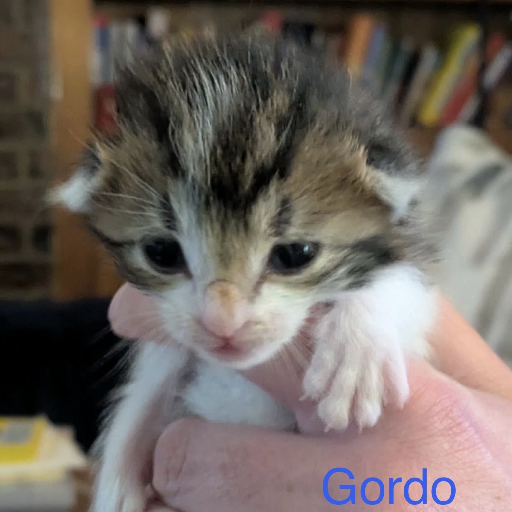 Gordo