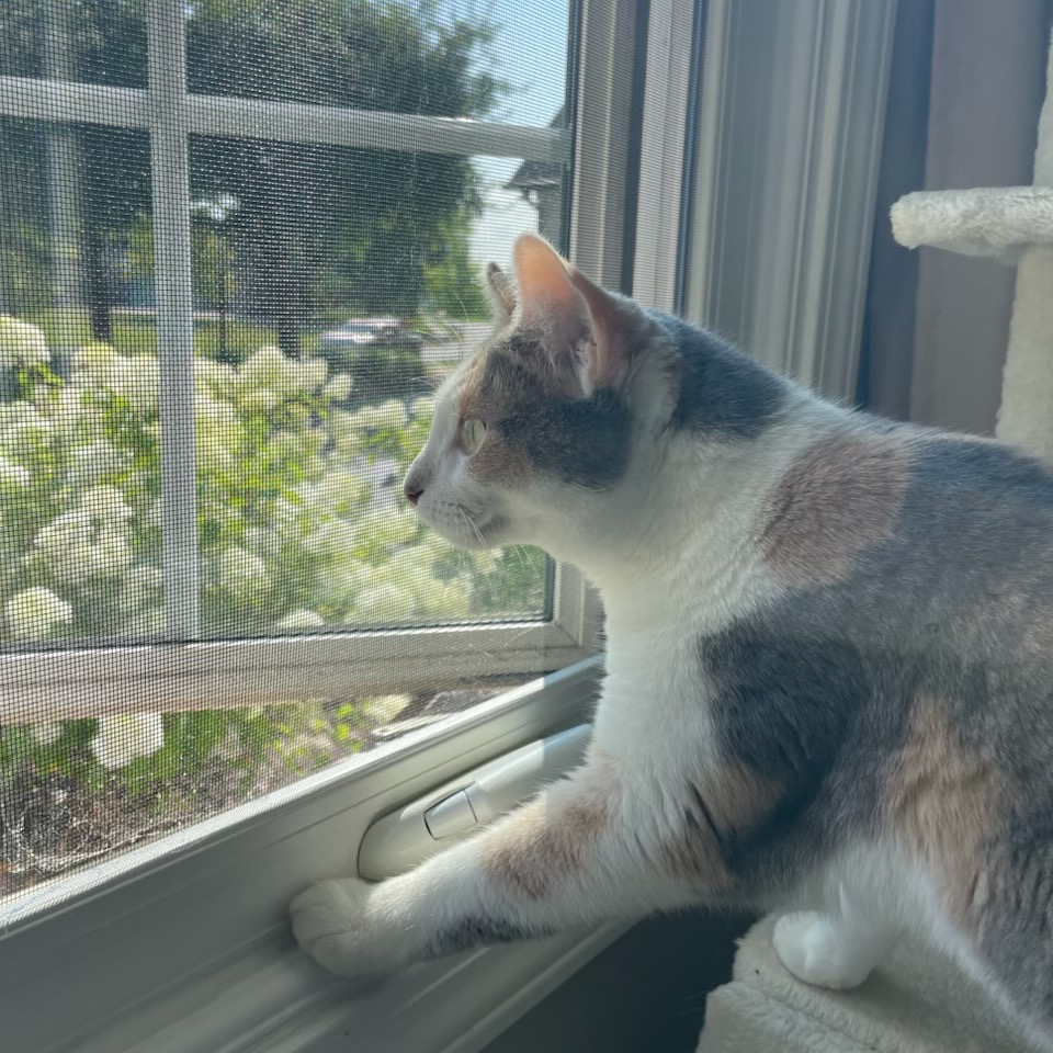 Hazel, an adoptable cat