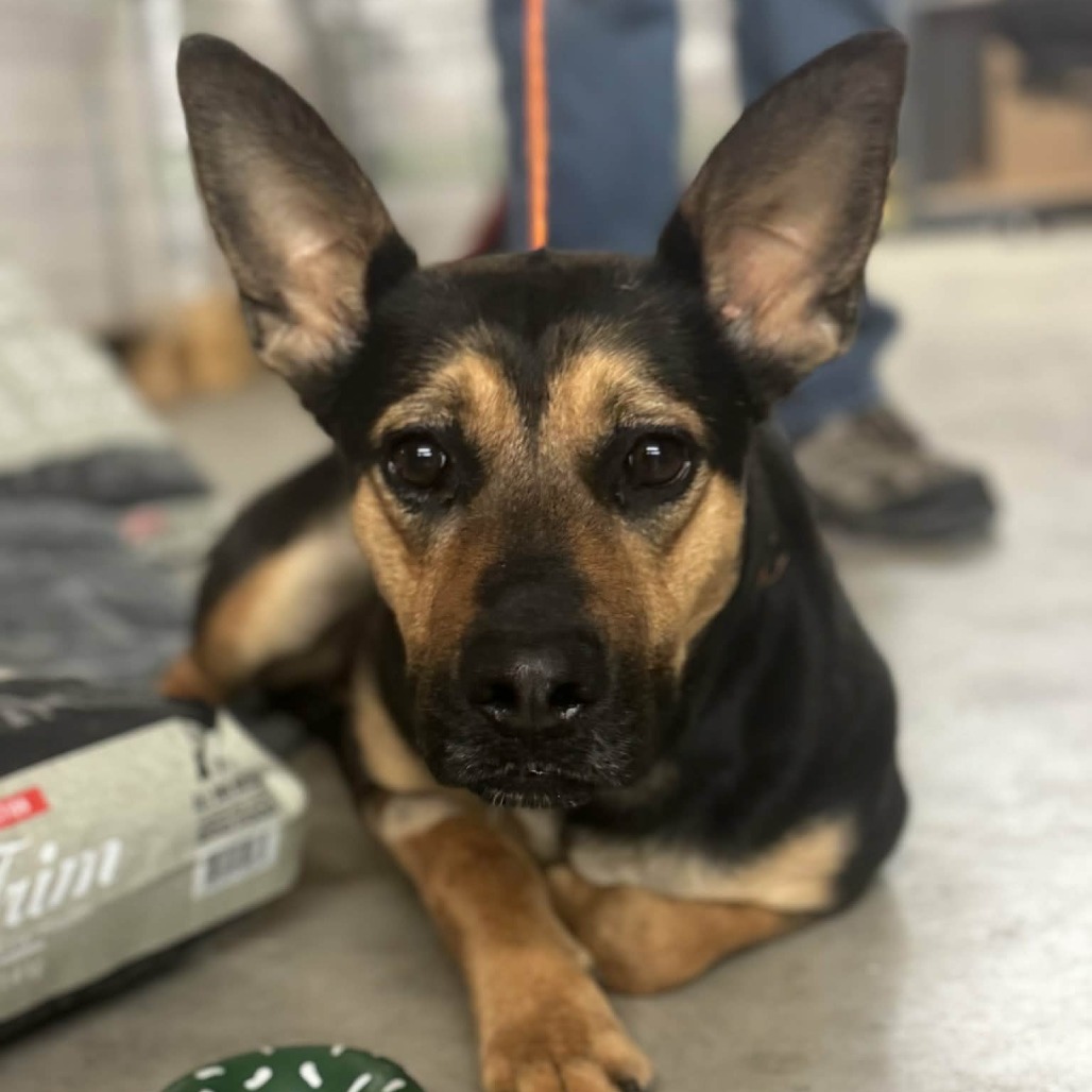 BREEZY - Mixed Breed (Medium) / Shepherd available for adoption