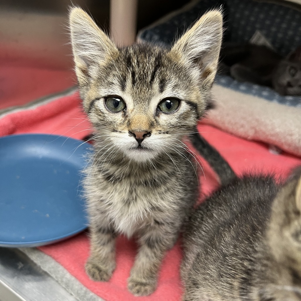 Downy — thumbnail 2