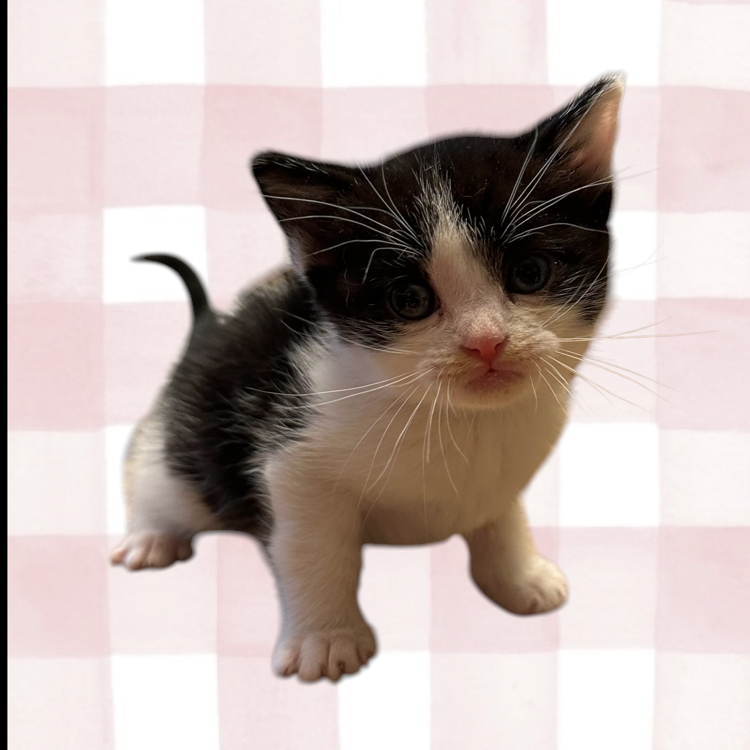 JOEL - Domestic Shorthair available for adoption