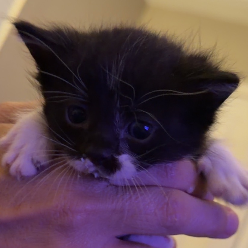 SANDALS - Domestic Shorthair for adoption in West Jordan