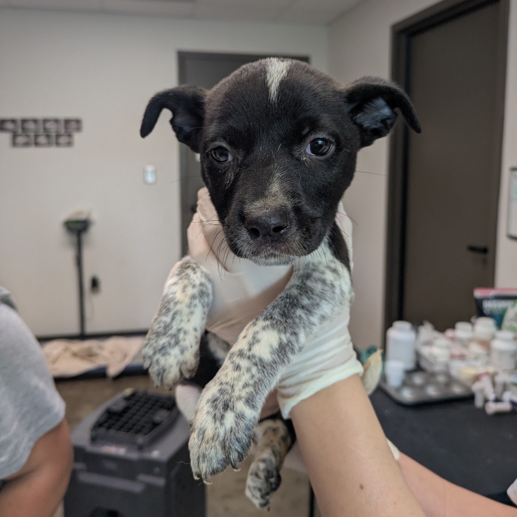 ZIPPER - American Blue Heeler / Terrier available for adoption