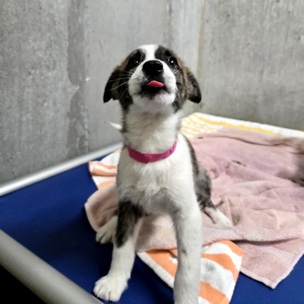 Khan — thumbnail 5