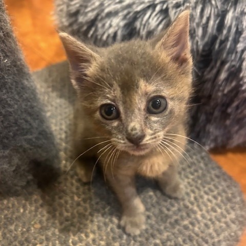 Penny Pie: Female 4 Domestic Shorthair