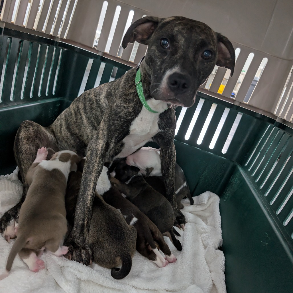 Mixed Breed