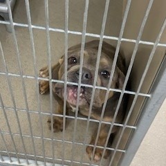 Kennel#34's preview photo