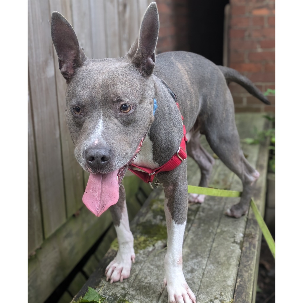 Photo of King Beetle 20